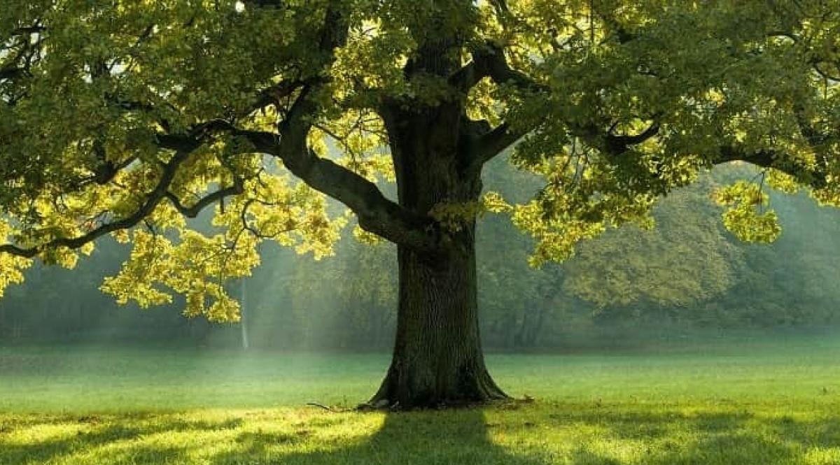 Tree in the middle of a field covered with grass